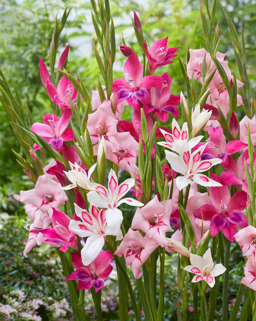 Gladiolus Nanus Mixed 10-pakning